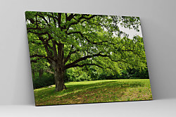 Obraz V zelenom lese 1551